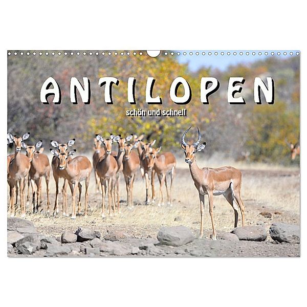 Antilopen, schön und schnell (Wandkalender 2024 DIN A3 quer), CALVENDO Monatskalender, Robert Styppa