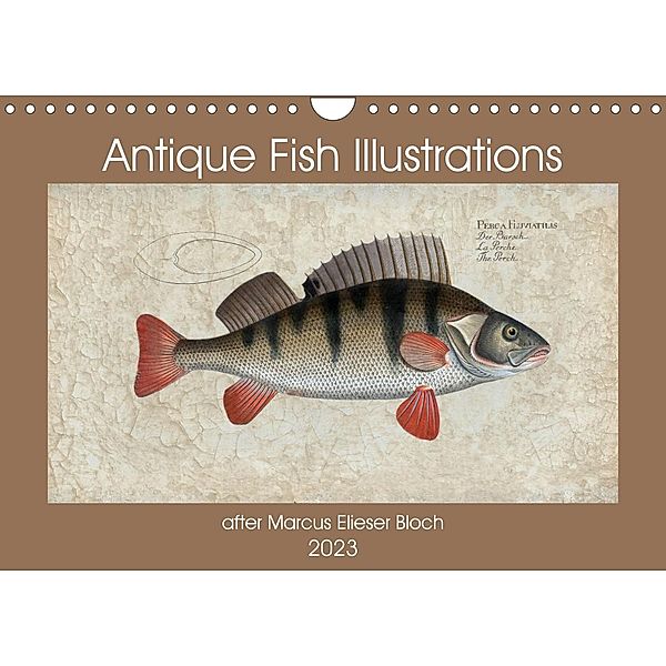 Antique fish illustrations after Elieser Bloch (Wall Calendar 2023 DIN A4 Landscape), Kavodedition Bonheur18 Switzerland Marena Camadini