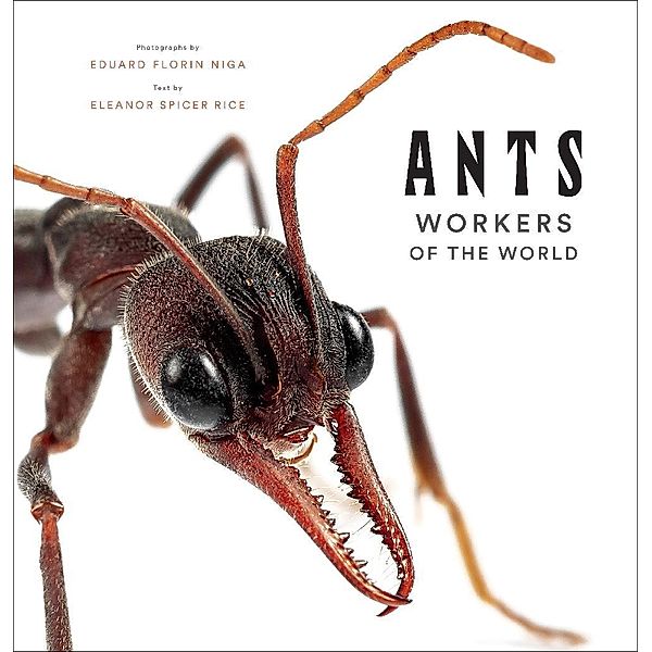 Ants, Eleanor Spicer Rice