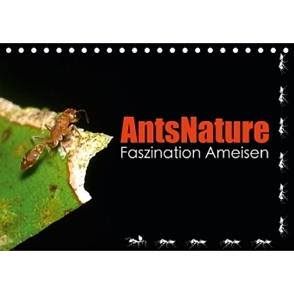 AntsNature - Faszination Ameisen (Tischkalender 2015 DIN A5 quer), Bianca Drenske