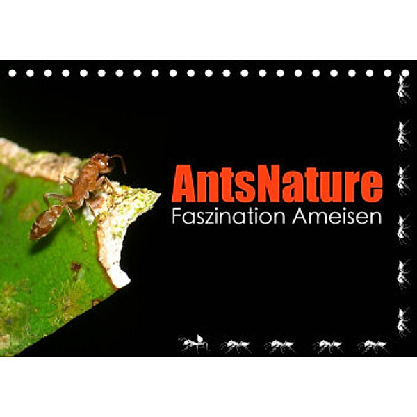 AntsNature - Faszination Ameisen (Tischkalender 2022 DIN A5 quer), Bianca Drenske