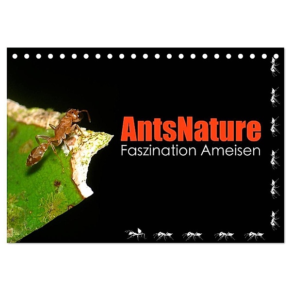 AntsNature - Faszination Ameisen (Tischkalender 2024 DIN A5 quer), CALVENDO Monatskalender, Bianca Drenske