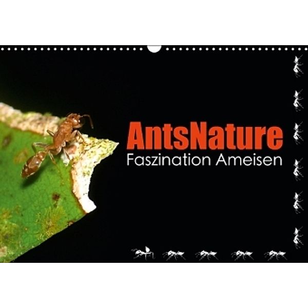 AntsNature - Faszination Ameisen (Wandkalender 2016 DIN A3 quer), Bianca Drenske