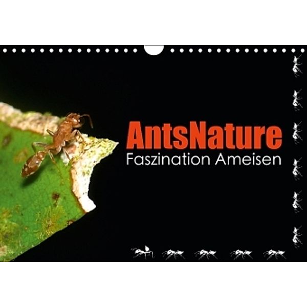 AntsNature - Faszination Ameisen (Wandkalender 2016 DIN A4 quer), Bianca Drenske