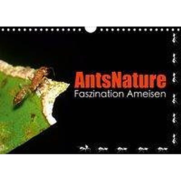 AntsNature - Faszination Ameisen (Wandkalender 2020 DIN A4 quer), Bianca Drenske
