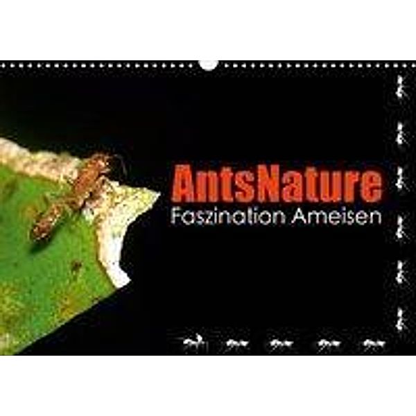 AntsNature - Faszination Ameisen (Wandkalender 2020 DIN A3 quer), Bianca Drenske