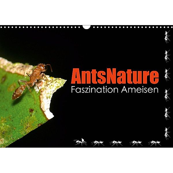 AntsNature - Faszination Ameisen (Wandkalender 2021 DIN A3 quer), Bianca Drenske