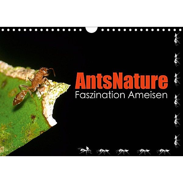 AntsNature - Faszination Ameisen (Wandkalender 2021 DIN A4 quer), Bianca Drenske