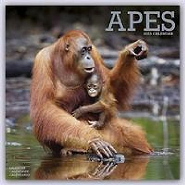 Apes - Affen 2023 - 16-Monatskalender, Avonside Publishing Ltd