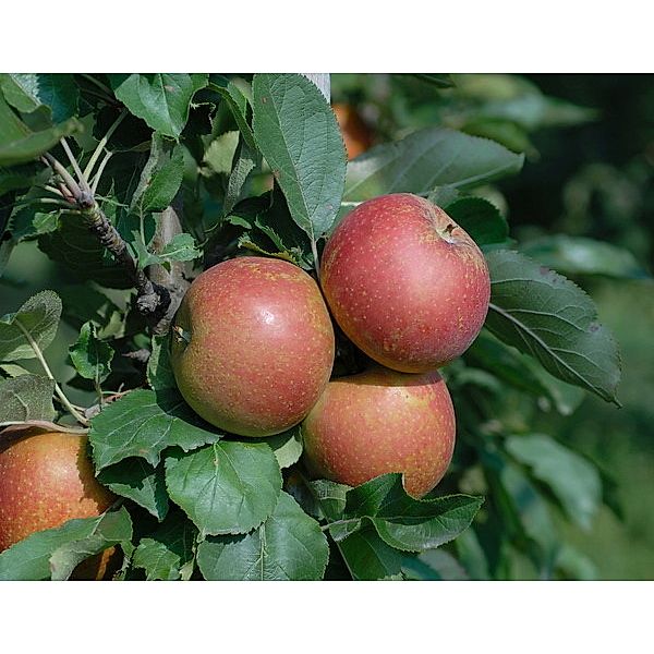 Apfel Ecolette, selbstfruchtend, robust, neue Züchtung, 1 Busch