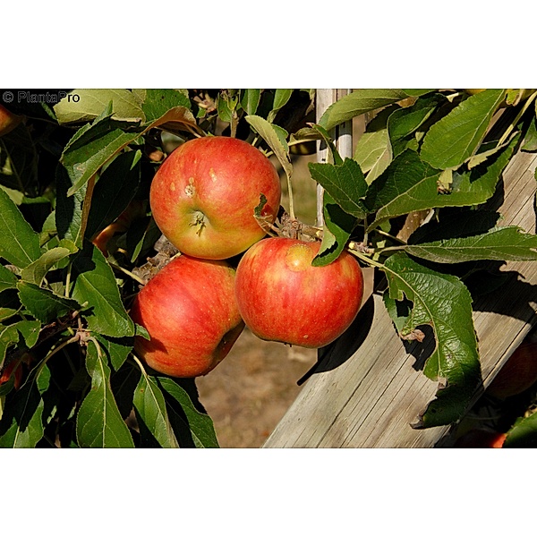 Apfel Elstar®, Busch, 1 Pflanze
