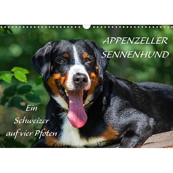 Appenzeller Sennenhund - Ein Schweizer auf 4 Pfoten (Wandkalender 2022 DIN A3 quer), Sigrid Starick