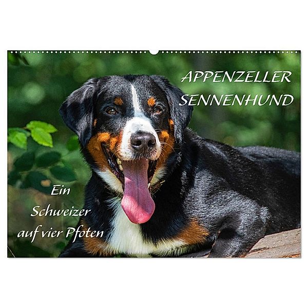 Appenzeller Sennenhund - Ein Schweizer auf 4 Pfoten (Wandkalender 2024 DIN A2 quer), CALVENDO Monatskalender, Sigrid Starick