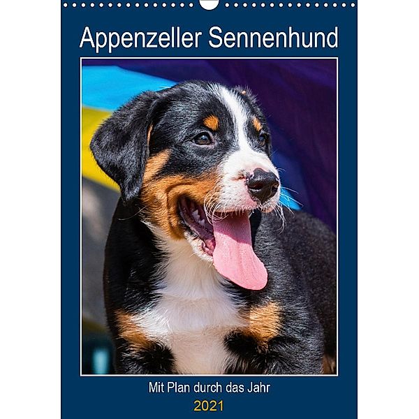 Appenzeller Sennenhund - Mit Plan durch das Jahr (Wandkalender 2021 DIN A3 hoch), Sigrid Starick