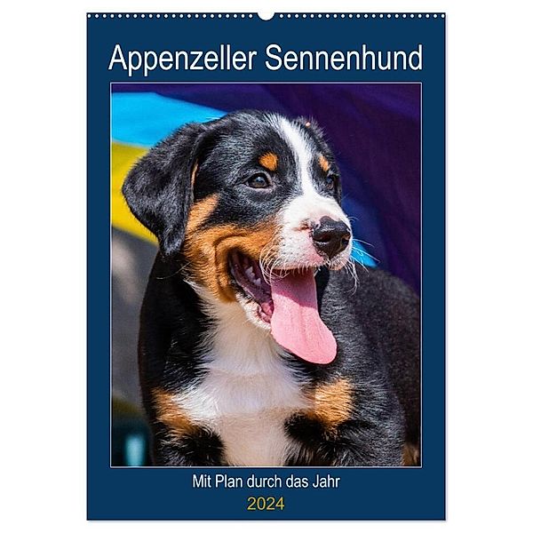 Appenzeller Sennenhund - Mit Plan durch das Jahr (Wandkalender 2024 DIN A2 hoch), CALVENDO Monatskalender, Sigrid Starick