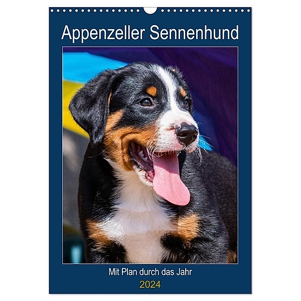 Appenzeller Sennenhund - Mit Plan durch das Jahr (Wandkalender 2024 DIN A3 hoch), CALVENDO Monatskalender, Sigrid Starick