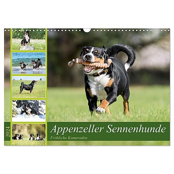 Appenzeller Sennenhunde - Fröhliche Kameraden (Wandkalender 2024 DIN A3 quer), CALVENDO Monatskalender, Calvendo, Jana K. Fotografie