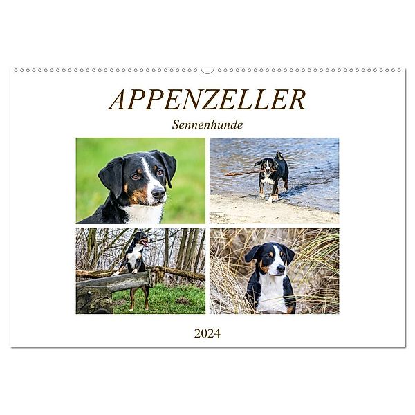 Appenzeller Sennenhunde (Wandkalender 2024 DIN A2 quer), CALVENDO Monatskalender, Schnellewelten