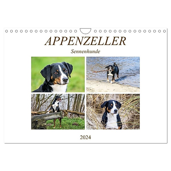 Appenzeller Sennenhunde (Wandkalender 2024 DIN A4 quer), CALVENDO Monatskalender, Schnellewelten
