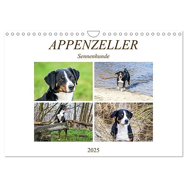 Appenzeller Sennenhunde (Wandkalender 2025 DIN A4 quer), CALVENDO Monatskalender, Calvendo, Schnellewelten