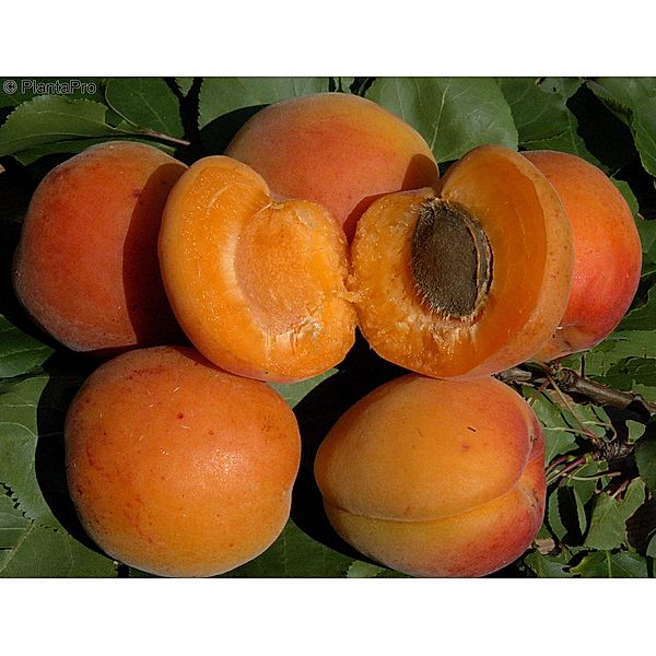 Aprikose 'Early Orange' , Busch, 1 Pflanze