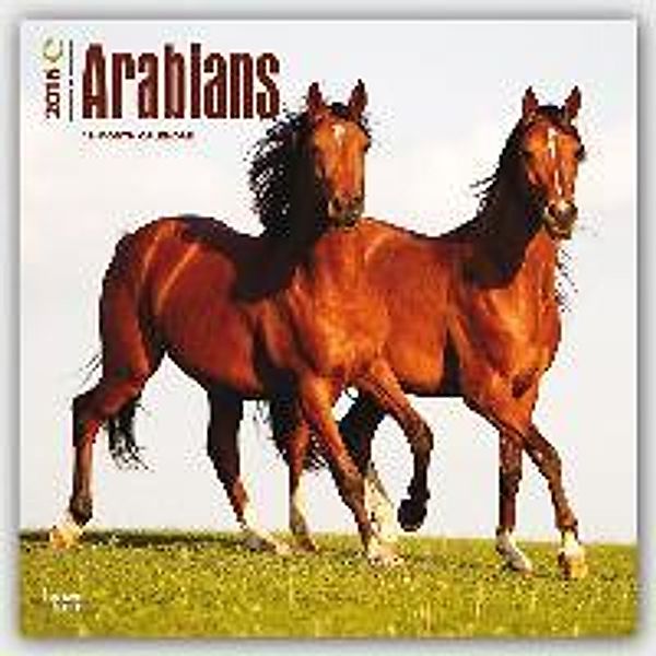 Arabians 2016