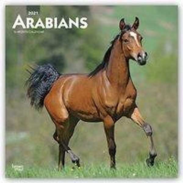 Arabians - Araber - Araber Pferde 2021 - 16-Monatskalender, BrownTrout Publisher