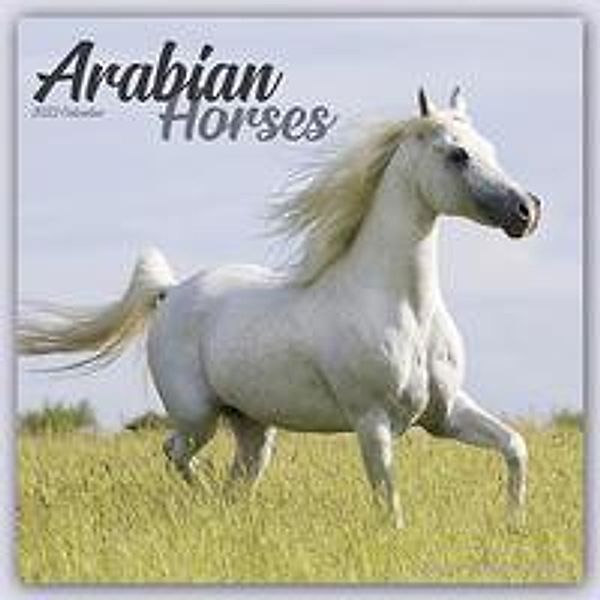 Arabians - Araber - Araber Pferde 2023 - 16-Monatskalender, Avonside Publishing Ltd
