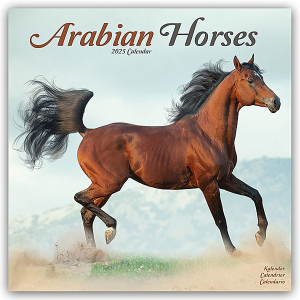 Arabians - Araber - Araber Pferde 2025 - 16-Monatskalender, Avonside Publishing Ltd