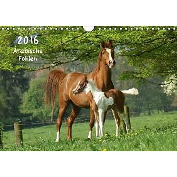 Arabische Fohlen 2016 (Wandkalender 2016 DIN A4 quer), Silke Göllner