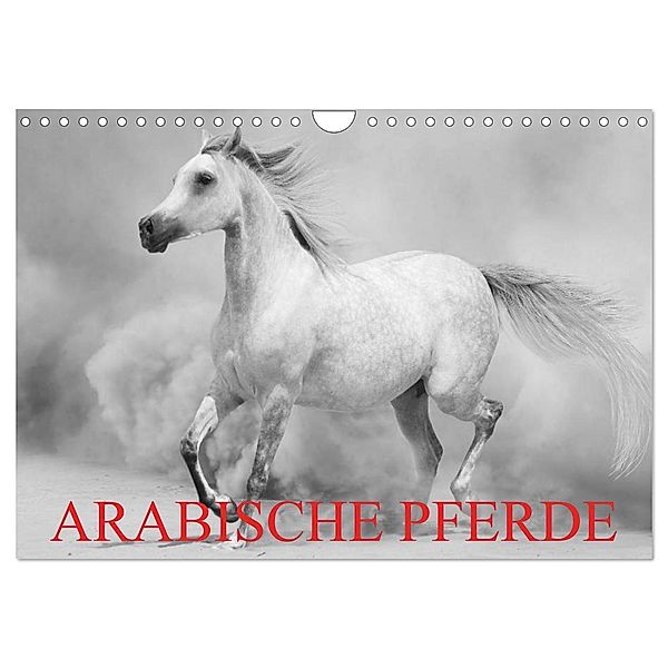 Arabische Pferde (Wandkalender 2024 DIN A4 quer), CALVENDO Monatskalender, Elisabeth Stanzer