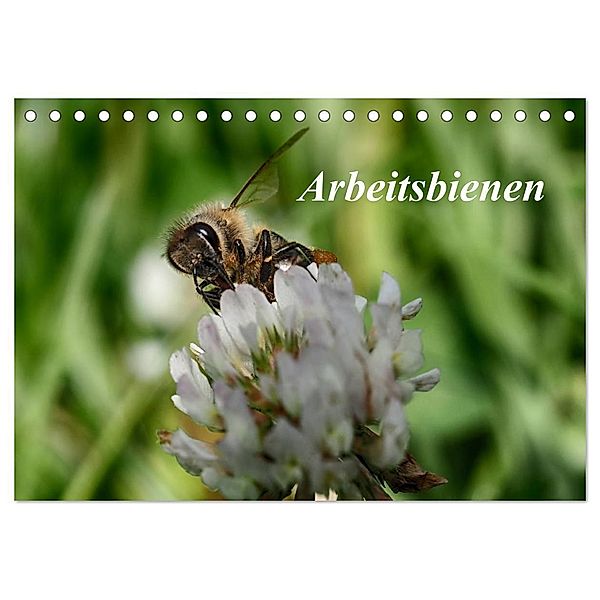 Arbeitsbienen (Tischkalender 2024 DIN A5 quer), CALVENDO Monatskalender, Klaudia Kretschmann