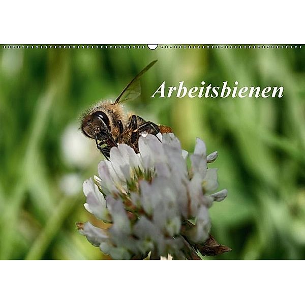 Arbeitsbienen (Wandkalender 2017 DIN A2 quer), Klaudia Kretschmann