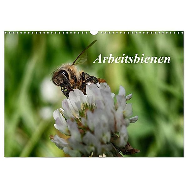 Arbeitsbienen (Wandkalender 2024 DIN A3 quer), CALVENDO Monatskalender, Klaudia Kretschmann