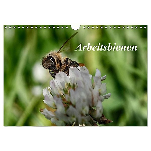 Arbeitsbienen (Wandkalender 2024 DIN A4 quer), CALVENDO Monatskalender, Klaudia Kretschmann