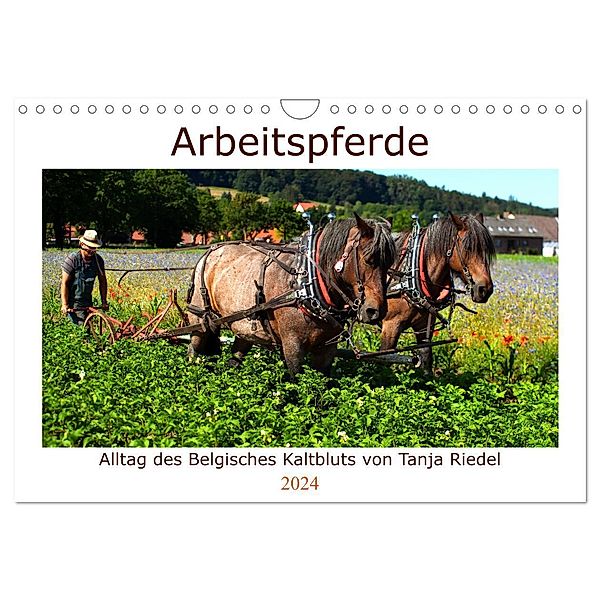 Arbeitspferde - Alltag des belgischen Kaltbluts (Wandkalender 2024 DIN A4 quer), CALVENDO Monatskalender, Tanja Riedel