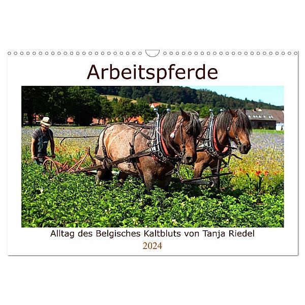 Arbeitspferde - Alltag des belgischen Kaltbluts (Wandkalender 2024 DIN A3 quer), CALVENDO Monatskalender, Tanja Riedel