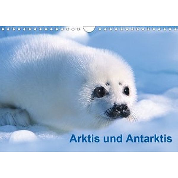 Arktis und Antarktis (Wandkalender 2020 DIN A4 quer), Michael DeFreitas, McPHOTO