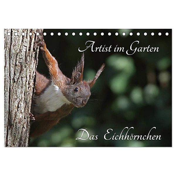 Artist im Garten. Das Eichhörnchen (Tischkalender 2024 DIN A5 quer), CALVENDO Monatskalender, Klaus Konieczka