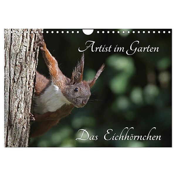 Artist im Garten. Das Eichhörnchen (Wandkalender 2024 DIN A4 quer), CALVENDO Monatskalender, Klaus Konieczka