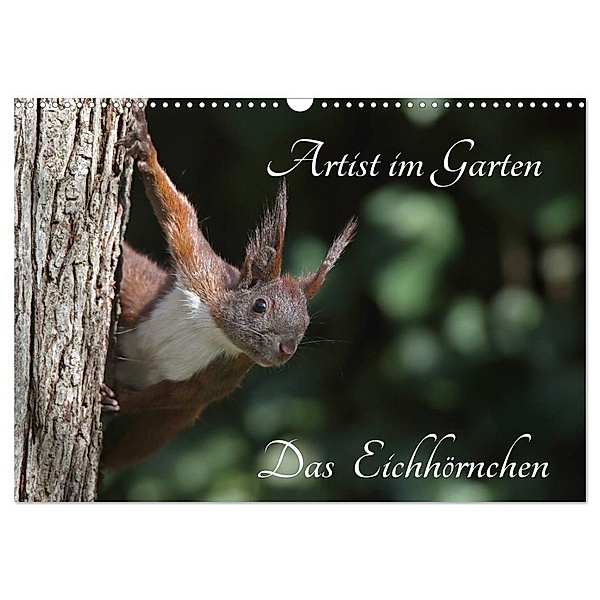 Artist im Garten. Das Eichhörnchen (Wandkalender 2024 DIN A3 quer), CALVENDO Monatskalender, Klaus Konieczka