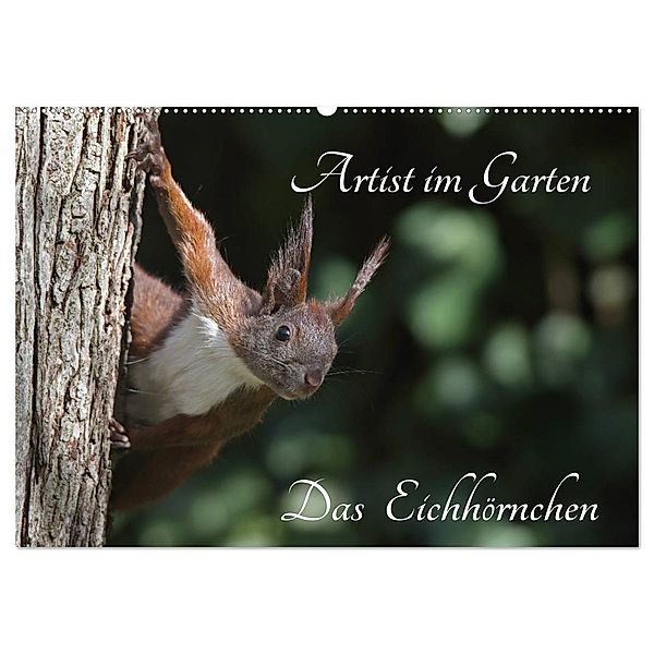 Artist im Garten. Das Eichhörnchen (Wandkalender 2024 DIN A2 quer), CALVENDO Monatskalender, Klaus Konieczka