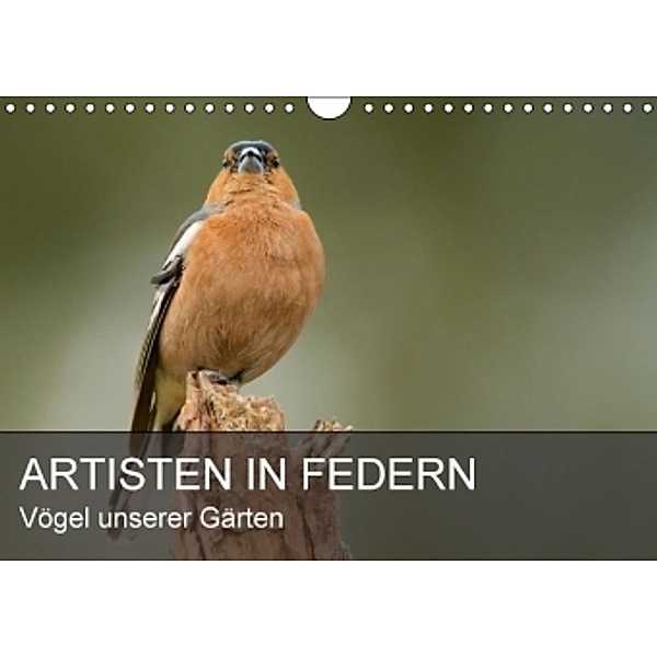 Artisten in Federn - Vögel unserer Gärten (Wandkalender 2016 DIN A4 quer), Alexander Krebs