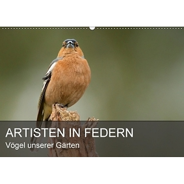 Artisten in Federn - Vögel unserer Gärten (Wandkalender 2017 DIN A2 quer), Alexander Krebs