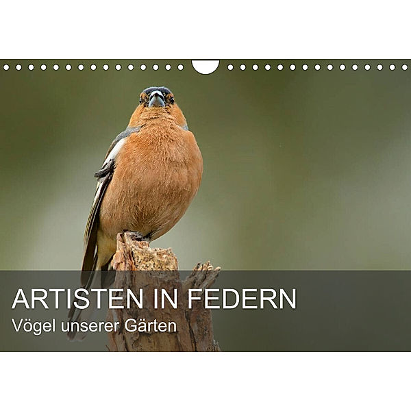 Artisten in Federn - Vögel unserer Gärten (Wandkalender 2023 DIN A4 quer), Alexander Krebs