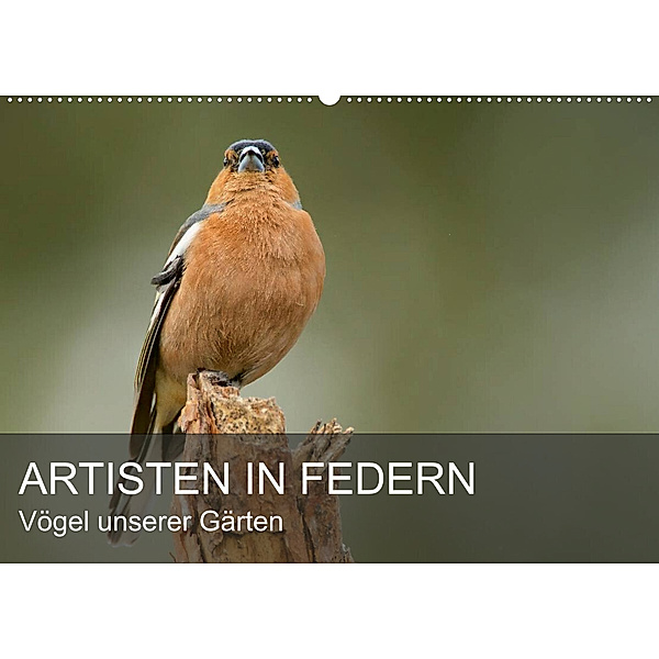 Artisten in Federn - Vögel unserer Gärten (Wandkalender 2023 DIN A2 quer), Alexander Krebs