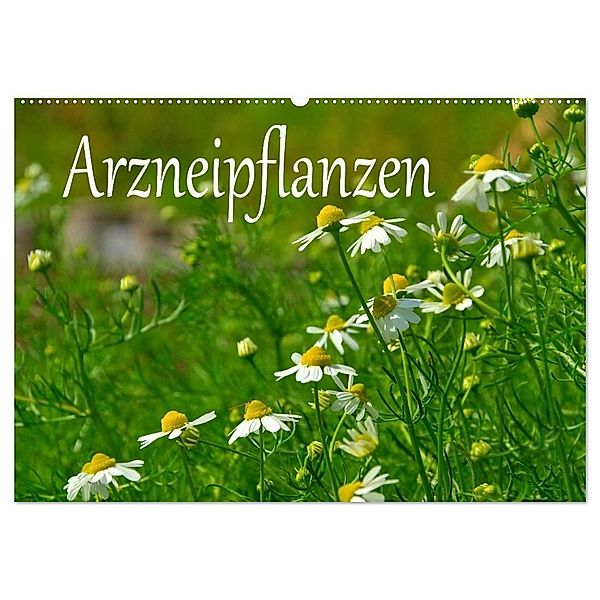 Arzneipflanzen (Wandkalender 2024 DIN A2 quer), CALVENDO Monatskalender, LianeM