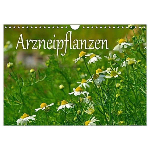 Arzneipflanzen (Wandkalender 2024 DIN A4 quer), CALVENDO Monatskalender, LianeM