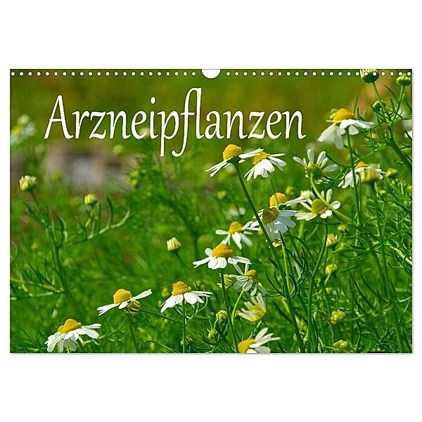 Arzneipflanzen (Wandkalender 2025 DIN A3 quer), CALVENDO Monatskalender, Calvendo, LianeM