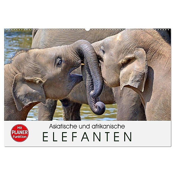 Asiatische und afrikanische Elefanten (Wandkalender 2024 DIN A2 quer), CALVENDO Monatskalender, Elisabeth Stanzer